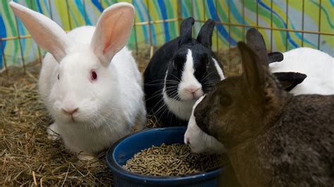 Pets are not allowed in the bathhouse, store, or playground. Where to get your new rabbit | The Humane Society of the ...