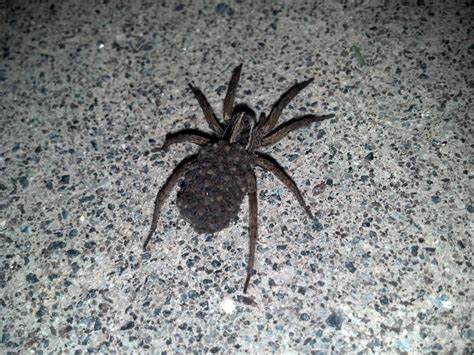 Maybe you would like to learn more about one of these? Wolf spider carrying some babies. North Carolina. : spiders
