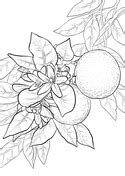 Please, feel free to share 1700x2200 orange blossom coloring page, orange blossom strawberry. Oranges coloring pages | Free Coloring Pages