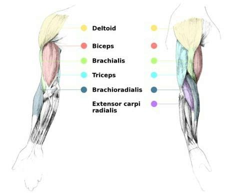 Muscles that participate in 1. muscle_arm