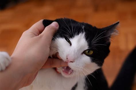 Menyikat gigi kucing dengan pasta gigi dan sikat gigi yang didesain khusus untuk hewan peliharaan akan. Mengapa Kucing Suka Menjilati dan Menggigiti Tangan Kita ...