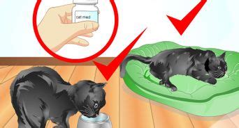 Moving a cat to a new house involves three basic aspects: The Best Ways to Treat a Cat With a Cold - wikiHow