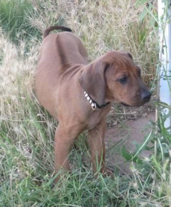 Please feel free to browse our site and view our wonderful dogs at home, at play and in the show ring. FOR SALE: Rhodesian Ridgeback Puppies