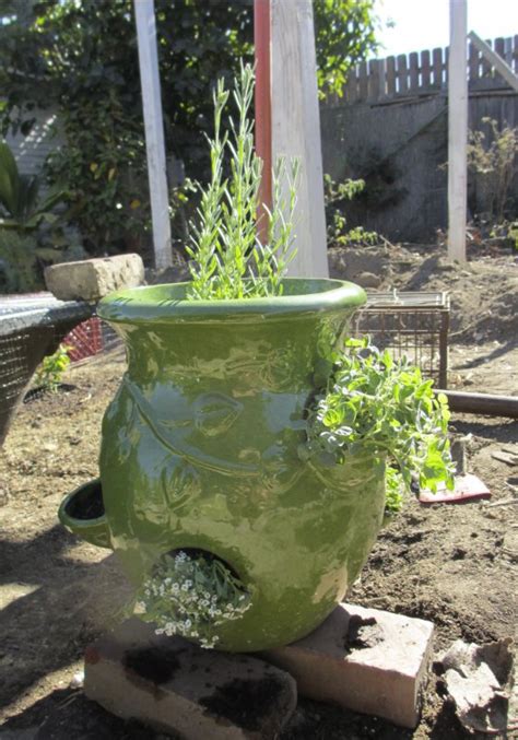 Arrivé à la pleine saison, plantez votre plant de melon dans un sol aéré, riche en compost et très bien réchauffé sachant que la serre ou le châssis sont idéaux pour cela. planter un if en pot