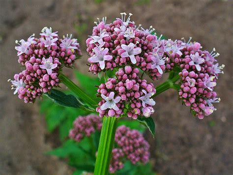 Valerian and the city of a thousand planets. Valeriana - Wikipedia