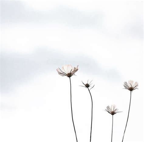 Maybe you would like to learn more about one of these? Minimal photography highlighting pretty white flowers ...