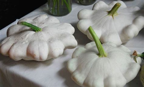 The trick to getting a beautiful golden sear? Details about Squash Seeds - EARLY WHITE SCALLOP - Great ...