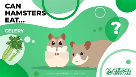 Hamsters eat plants and hamster food.animals likeb cats,dogs,birds,snakes,ect eats them basically any thing like a cat and bigger. Can Hamsters Eat Celery? - We're All About Pets