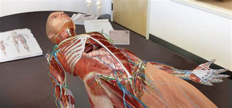 Upper Torso Anatomy / Going Inside of Your Body with The ...