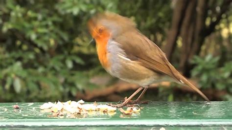 She could not understand how such a surly man could make such a coaxing sound. Robin Making Strange Noise - YouTube