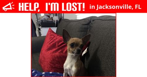 Take these steps to find the family: Lost Dog (Jacksonville, Florida) - Louie