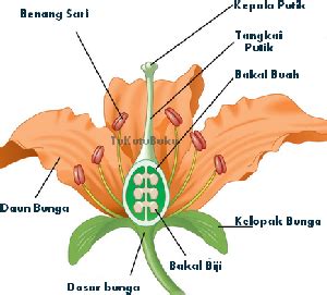 Merupakan bagian bunga paling luar yang menyelimuti mahkota ketika masih kuncup. 12 Ciri Ciri Bunga Sempurna dan Tidak Sempurna ...