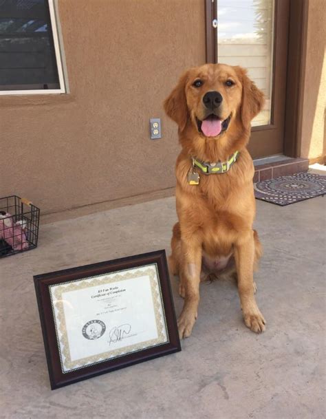 Puppy program is designed to get dog owners and their puppies off to a great start and is open to all dogs, purebred or mixed, that are old enough to have completed necessary vaccinations. AKC star puppy! : aww