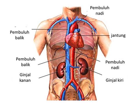 We did not find results for: Jadwal Kerja Organ Tubuh Manusia Halaman 1 - Kompasiana.com