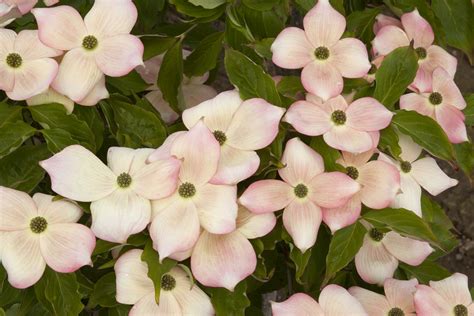 Maybe you would like to learn more about one of these? Stellar Pink® Dogwood - Monrovia - Stellar Pink® Dogwood