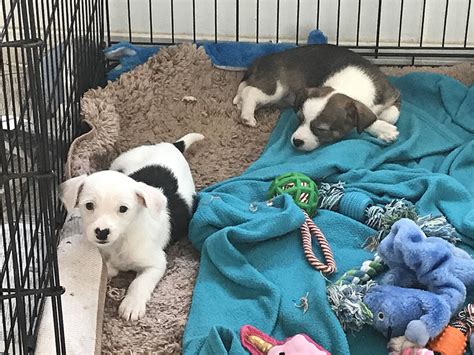 Find a goldendoodle puppy from reputable breeders near you and nationwide. Rescues jump in to aid Pahrump Animal Shelter | Pahrump ...