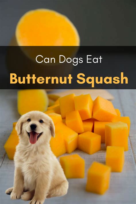 Can dogs eat acorn squash. Can Dogs Eat Butternut Squash? - The Best and Interesting ...