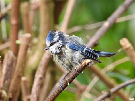 Die kohlmeise ist ist recht aufgedreht, dafür beginnt die blaumeise in kasten zwei lieber mit dem nestbau. kranke Blaumeise ... ? Foto & Bild | tiere, wildlife, wild ...