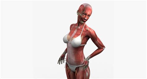 It pumps out 2 ounces (71 grams) of blood at every heartbeat. 3D Detailed Full Female Muscle Anatomy Rigged | CGTrader