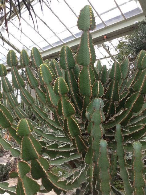 This is one plant that can grow in the hottest part of your garden, so do not hesitate to plant it in a hot spot. Cactus at Kew Gardens! | Kew gardens, Garden, Succulents