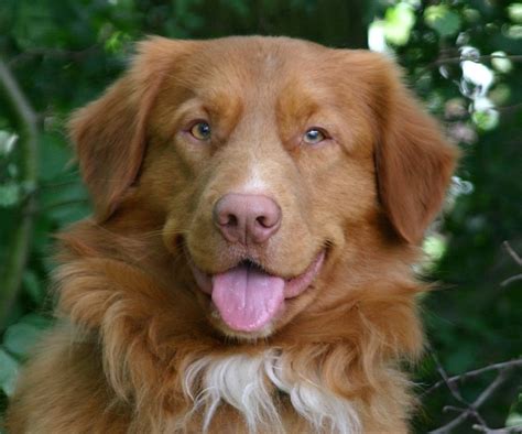 Nova scotia duck tolling dog. Nova Scotia Duck Tolling Retriever