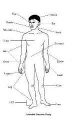 Human body parts name | शरीर के अंगो के नाम. Body Parts in Hindi with images and audio Flashcards ...