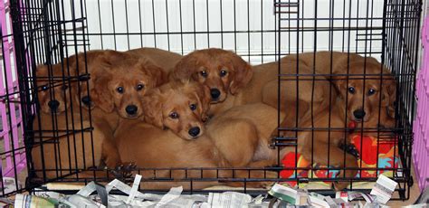 Golden retriever club of greater los angeles. As Good As Gold - Golden Retriever Rescue of ...