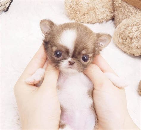 Blue trindle long hair carrier french bulldog pup. Breed: Micro Teacup Long-haired Chihuahua Gender: male ...