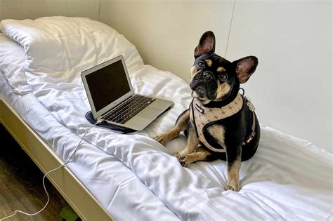 You can get the scoop on their pet policies, read reviews of other guests with dogs, and. DFDS Dog Friendly Ferry Cabins : DOG FRIENDLY TRAVEL