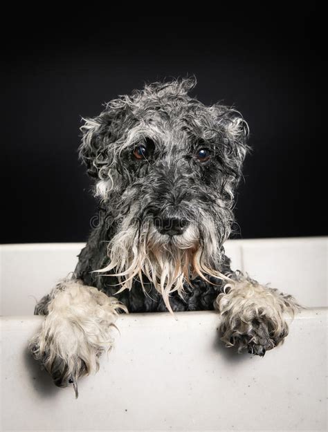 Der satisfyer pro 2 elf vibrationsstufen. Schnauzerhund In Der Badewanne Stockfoto - Bild von ...