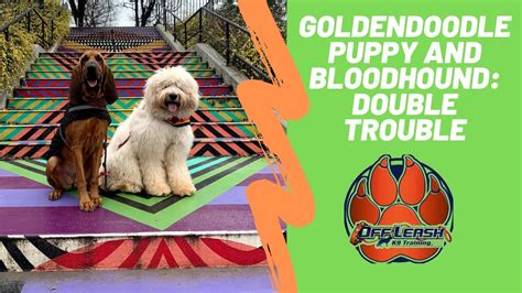 What happens whenever your goldendoodle a pup has very sharp tooth and a poor jaw. Asheville Dog Trainers - Goldendoodle Puppy and Bloodhound ...