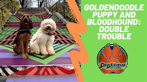 When you get into technical obedience training you use the heel command. Asheville Dog Trainers - Goldendoodle Puppy and Bloodhound ...