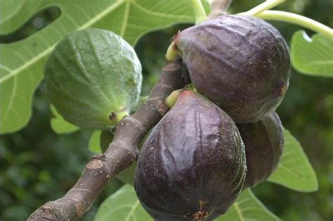 Enjoy the fruit freshly picked or dried. FigBid - Online Auctions of Fig Trees, Fig Cuttings ...