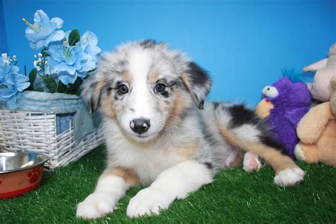 These miniature australian shepherd puppies located in colorado come from different cities, including, austin. Australian Shepherd Puppies For Sale - Long Island Puppies