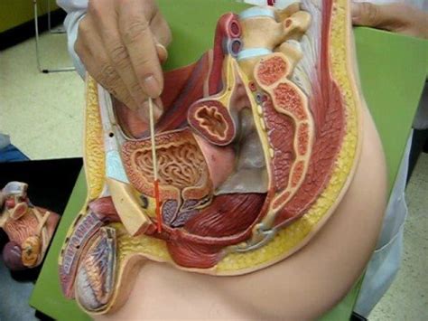 The pelvic region of the trunk includes the bony pelvis, the pelvic cavity (the space enclosed by the the female pelvis is larger and broader than the male pelvis which is taller, narrower, and more the lateral superficial muscles, the transversus and external and internal oblique muscles, originate on. Anatomy of the Male pelvis - YouTube