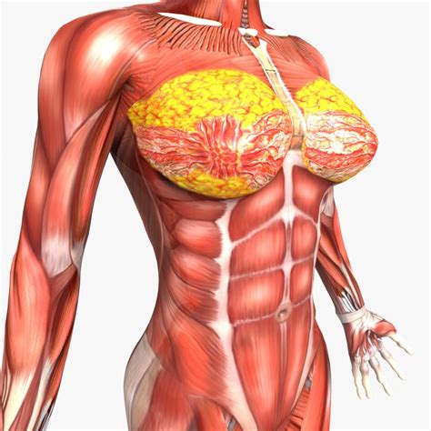 The pectoralis major muscles (also known as the pecs) are located on the front of the rib cage, and form the major muscles of the pectoralis minor muscle (not shown in the diagram) is located underneath the pectoralis major muscle, attaching to the coracoid process of the. Human Male and Female Anatomy 3d model - CGStudio