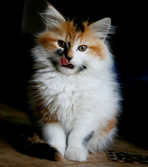 Maine coon kittens are so fluffy and cute it's easy to understand why they have become so popular especially if they can be adopted for free… when looking at kittens there are things you can look for the help you ensure what you are looking at is a maine coon kitten and the real deal… Kitten Maine Coon : 7 Beautiful Pictures Of Maine Coon ...