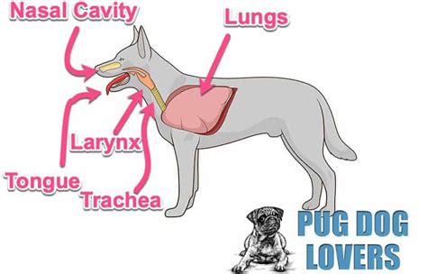 Young dogs are at an increased risk of developing respiratory disease. Why Do Pugs Pant So Much And Is It Normal?