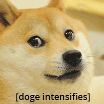 The meme typically consists of a picture of a shiba inu dog accompanied by multicolored text. Doge intensifies many GIF on GIFER - by Vudojinn