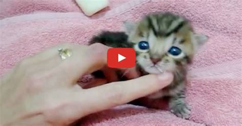 That's because no one knows your cat better than you do. Baby Ziggy Meows for the First Time and She Sounds Like a ...