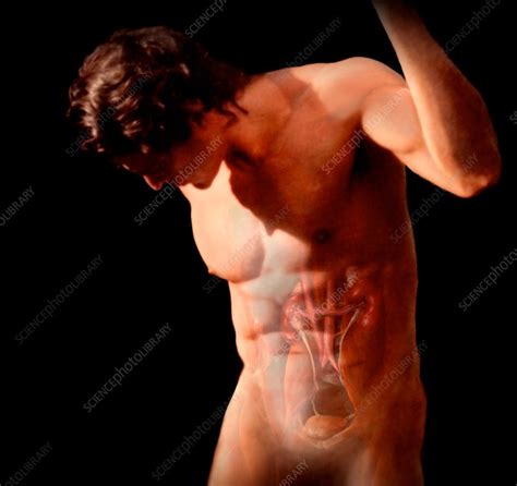 The major organs of the abdomen include the. Abdominal Anatomy - Stock Image - C043/6138 - Science ...