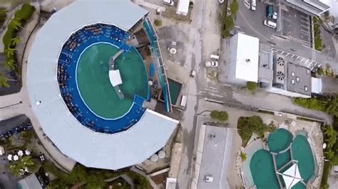 Drone Footage Reveals The Loneliest Orca's Tiny Tank