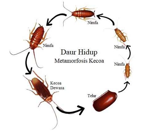 Kelompok hewan dengan metamorfosis tidak sempurna ditandai dengan tidak mengalami fase pupa/kepompong. Tahapan Lengkap Proses Metamorfosis Kecoa + Gambar