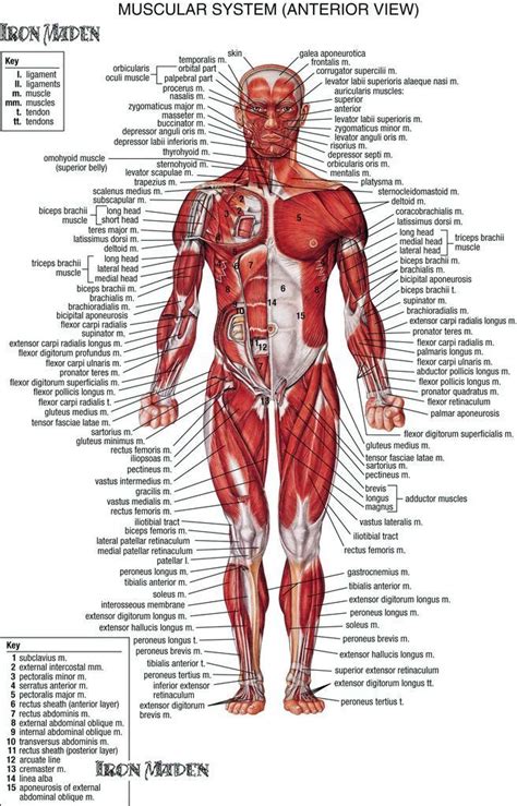 The muscular system creates body heat and also moves the: Anatomy Of The Human Body Muscles Human Body Muscle ...