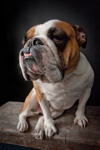 Yoda is the perfect english bulldog puppy. Mugsy photographed by FurBaby San Diego. "BobbleHead Bulldog". 2011 | Cute funny animals, Dog ...