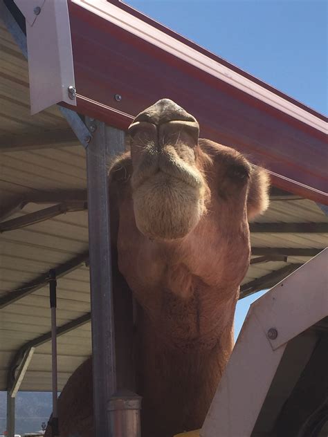 The problem with white or light beige fabrics, especially if they are non tailored yoga or. Holy Zonkey, Batman! And I met Wednesday, the camel ...