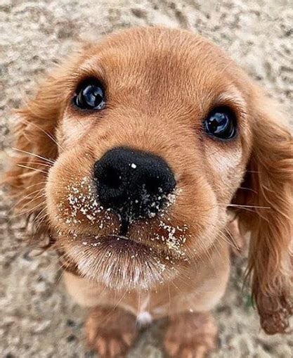 Maybe you would like to learn more about one of these? 99+ Best Male and Female Dog Names That Start with "H ...