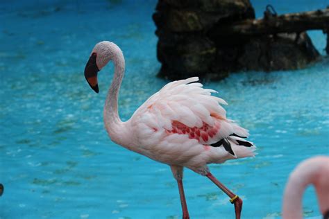 Lesser Flamingo - ZooChat
