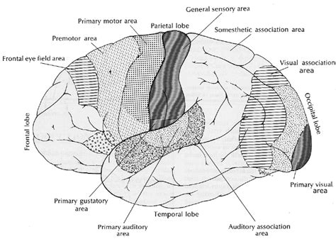 They also give us the capacity to remember numerous pieces of information. NeuroAnatomy