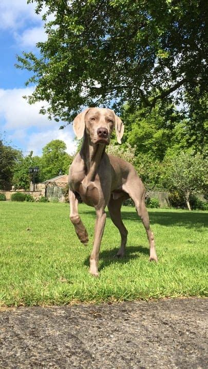 Be the person your dog thinks you are with weimaraner puppy tshirt. The Weimaraner Price: (+TOTAL COST of OWNERSHIP) in 2020 ...